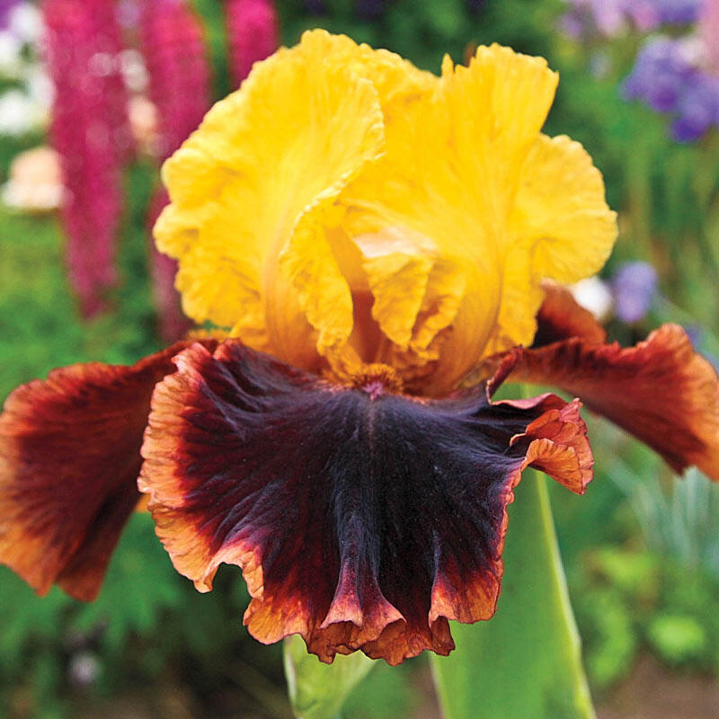 Ancient Echoes - Tall Bearded Iris
