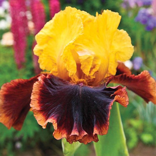 Ancient Echoes - Tall Bearded Iris