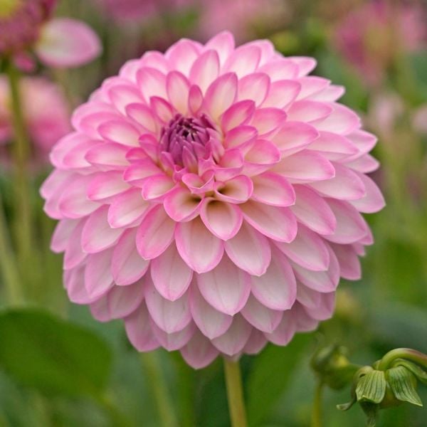 Dahlia: Arbatax