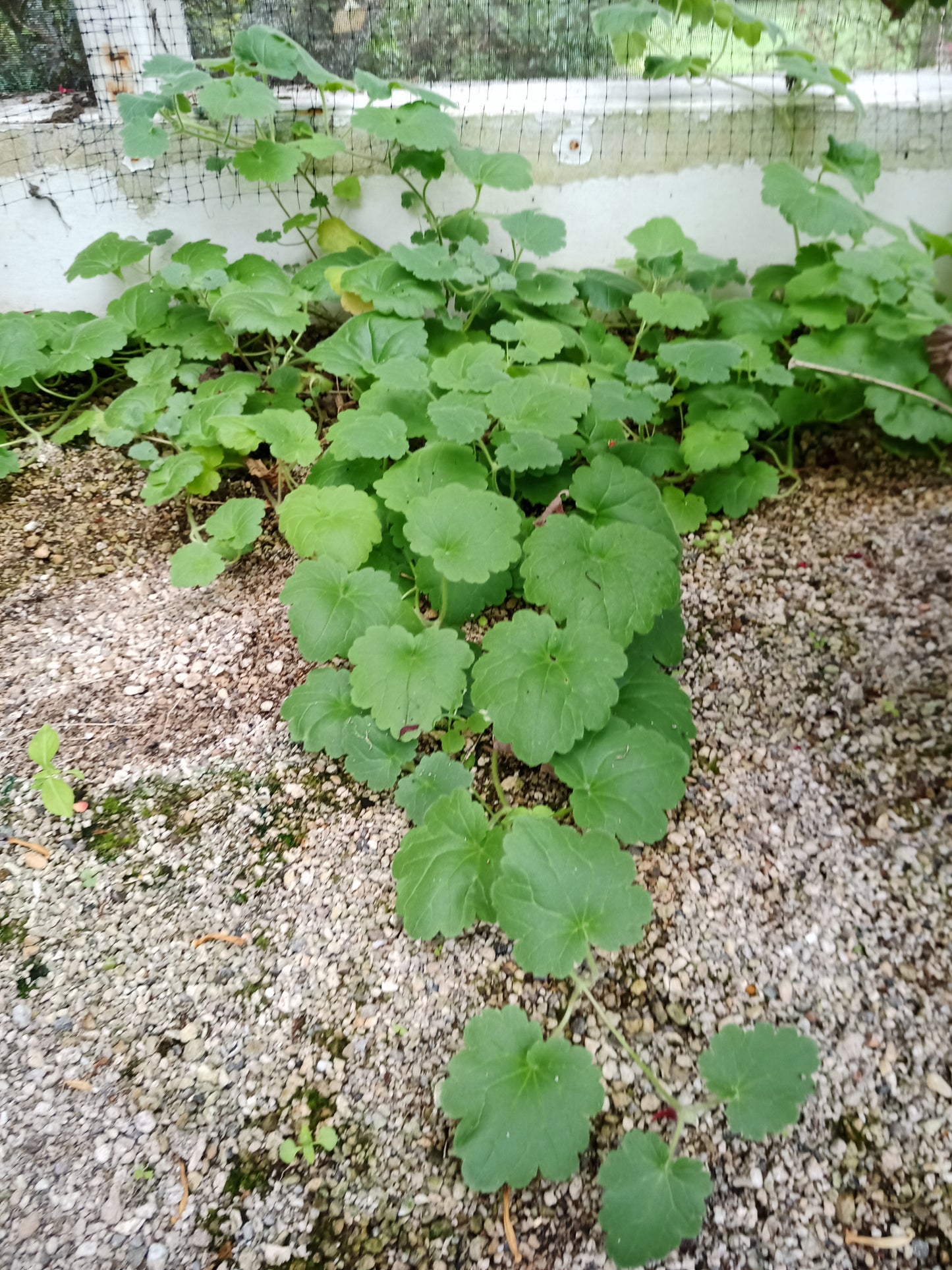 Creeping Snapdragon (Asarina procumbens)