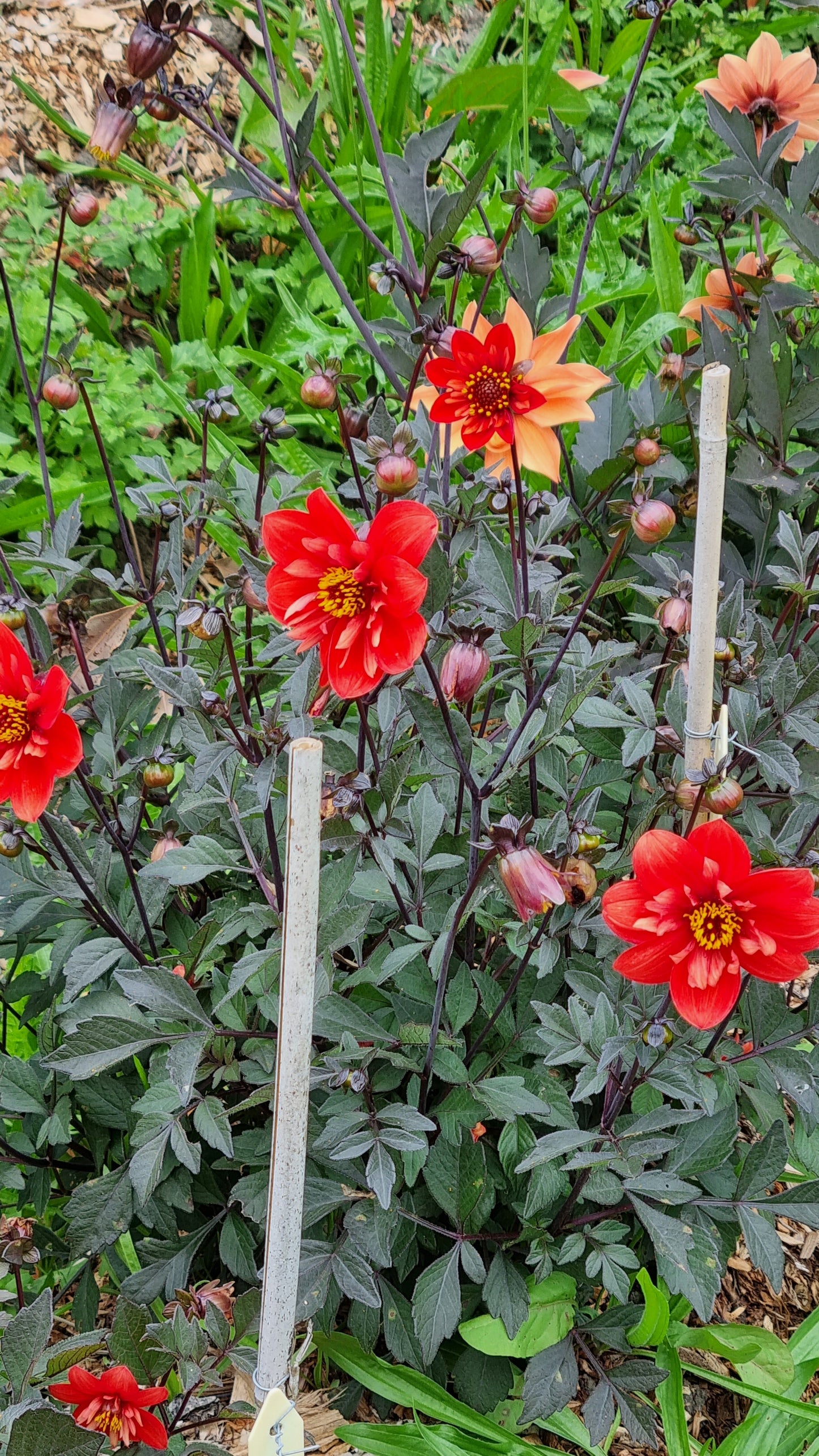 Dahlia: Baby Tiger (2023 Apollo Farm)