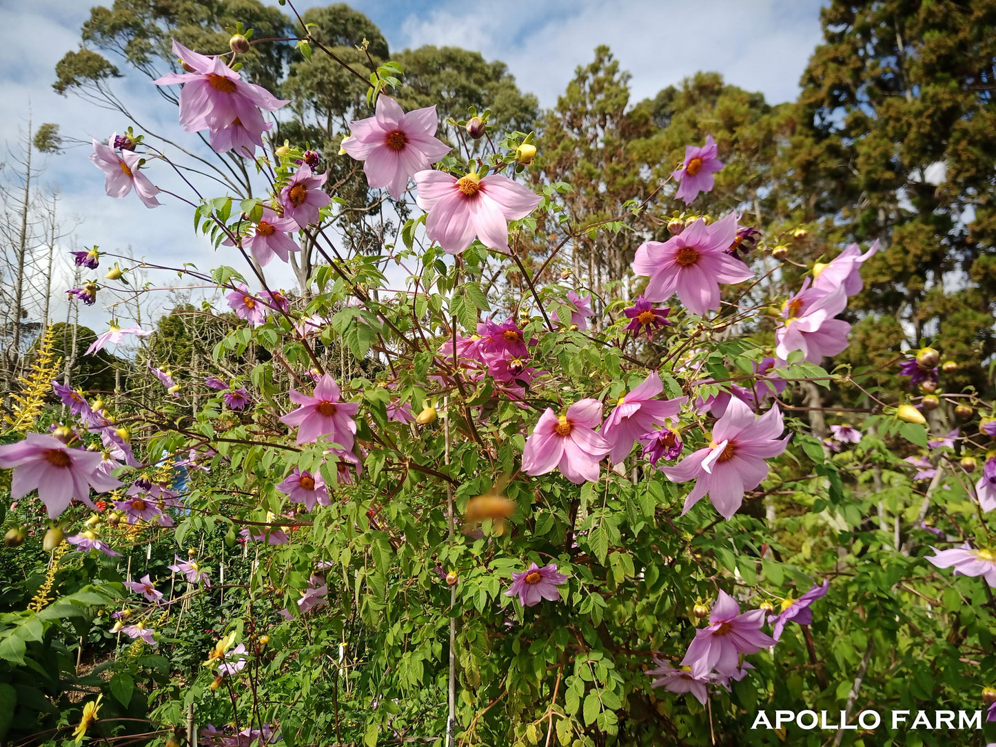 Tree Dahlia: D. Imperalis Cultivated: Mauve