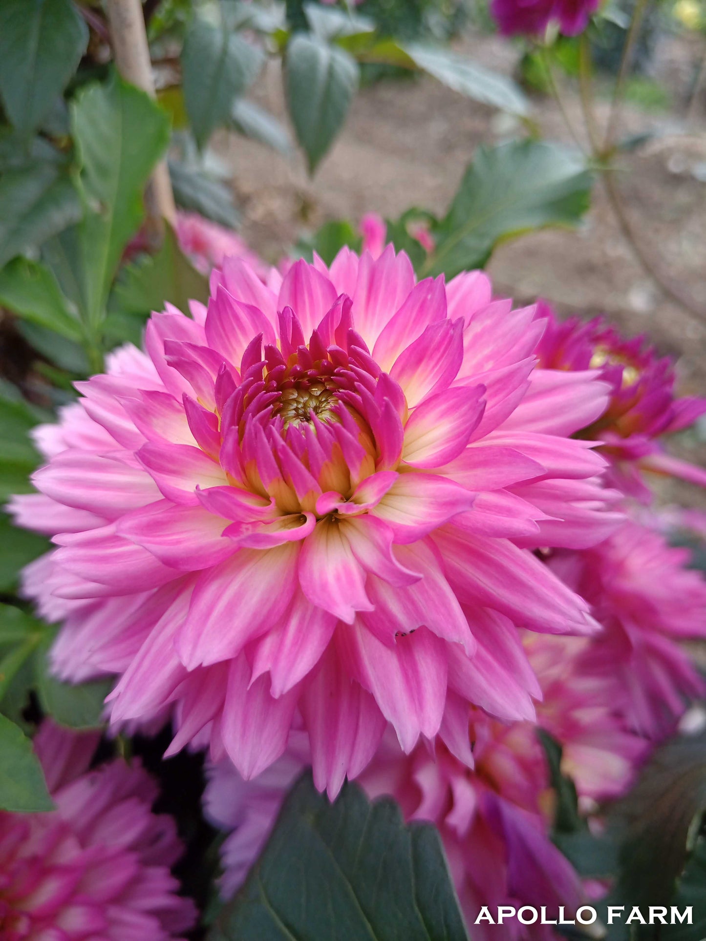 Dahlia: Bellini