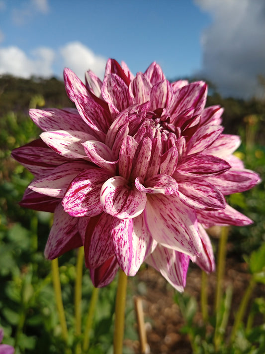 Dahlia: Blackberry Ripple