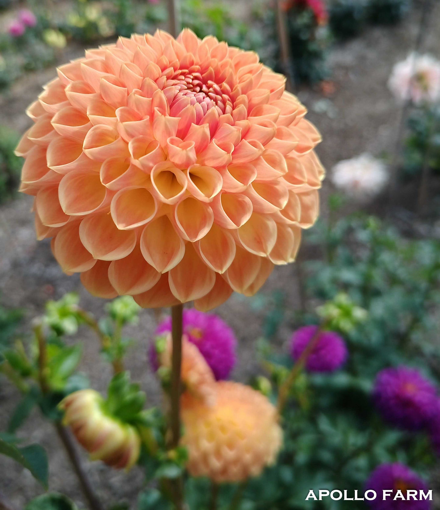 Dahlia: Blyton Softer Gleam