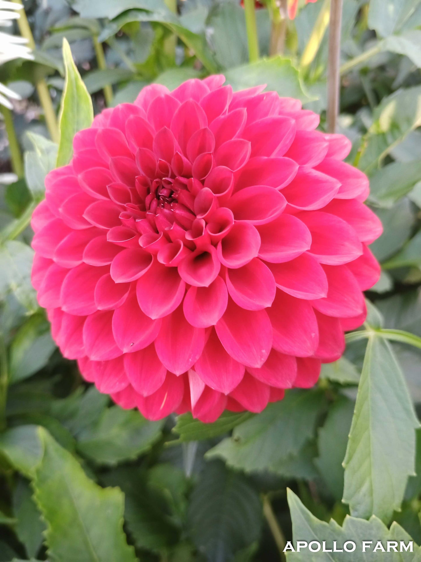 Dahlia: Blyton's Valentine