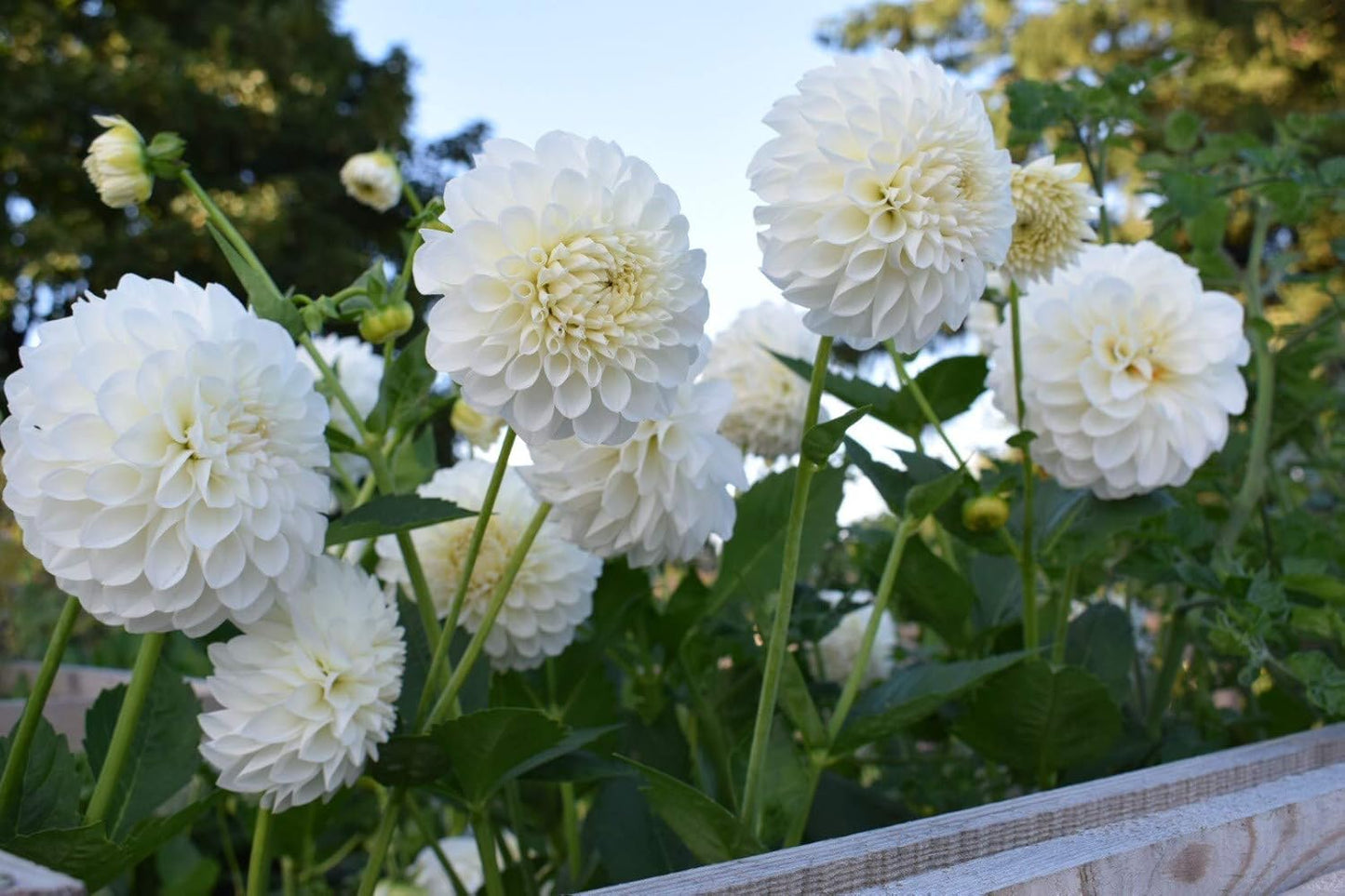 Dahlia: Boom Boom White