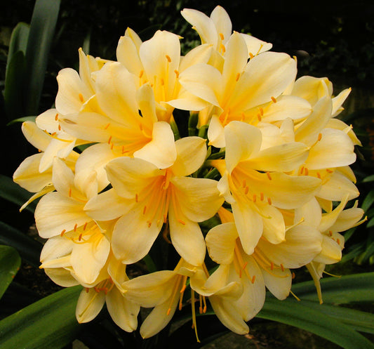 Clivia - Gustav Klimt - Rich Yellow / Gold