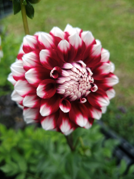 Dahlia: Checkers