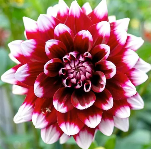 Dahlia: Checkers