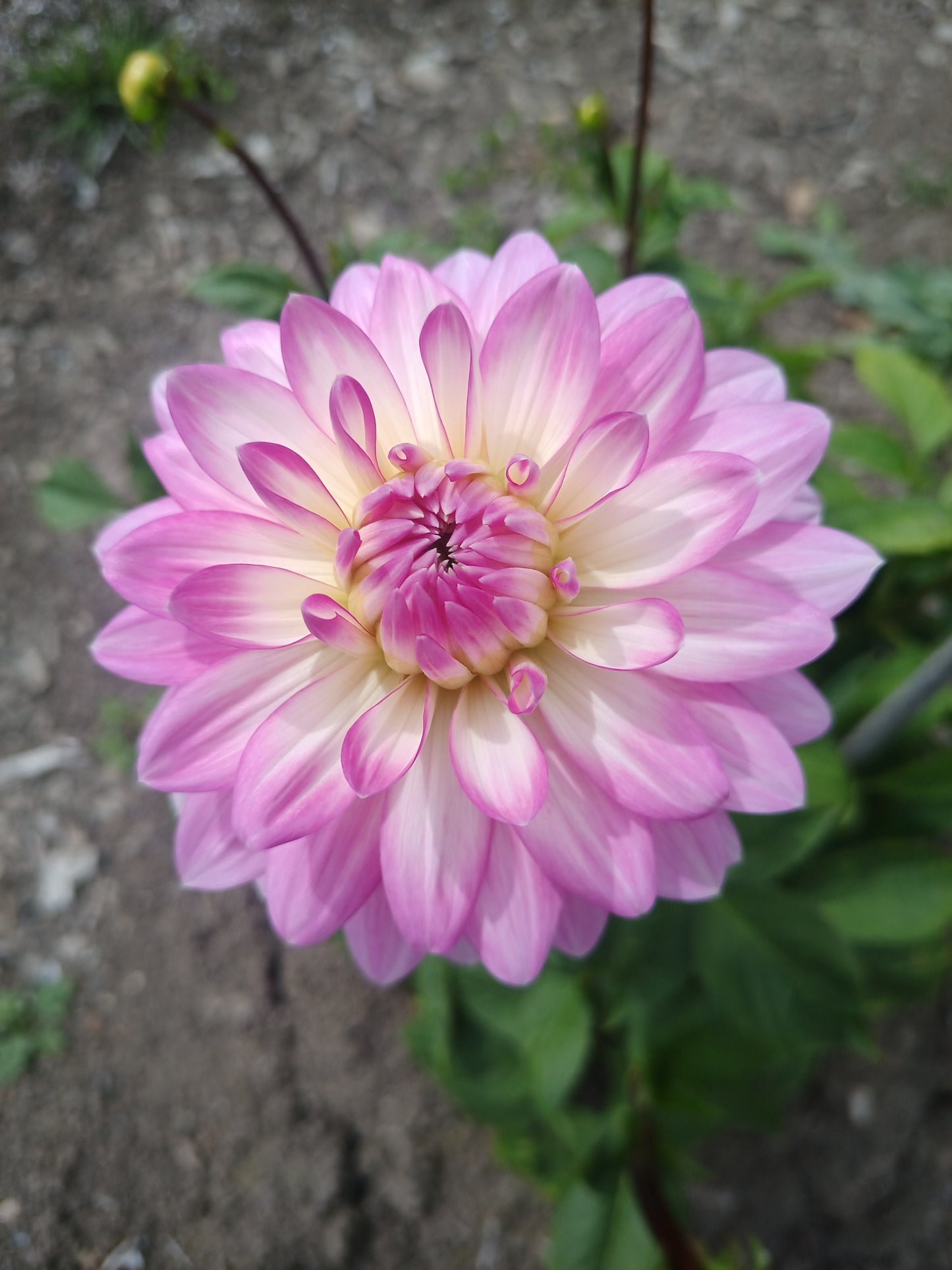 Dahlia: Christine
