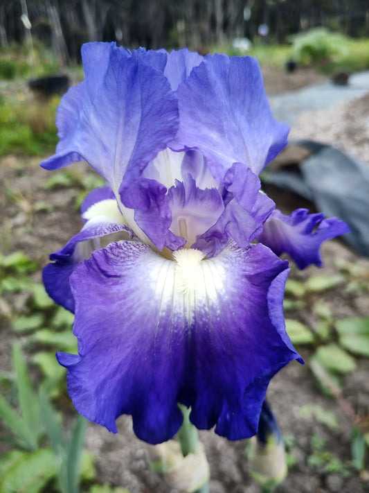City Lights - Tall Bearded Iris
