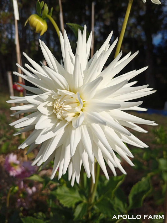 Dahlia: Clayt's Candy