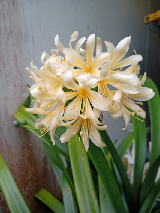 Clivia - Serendipity Lost