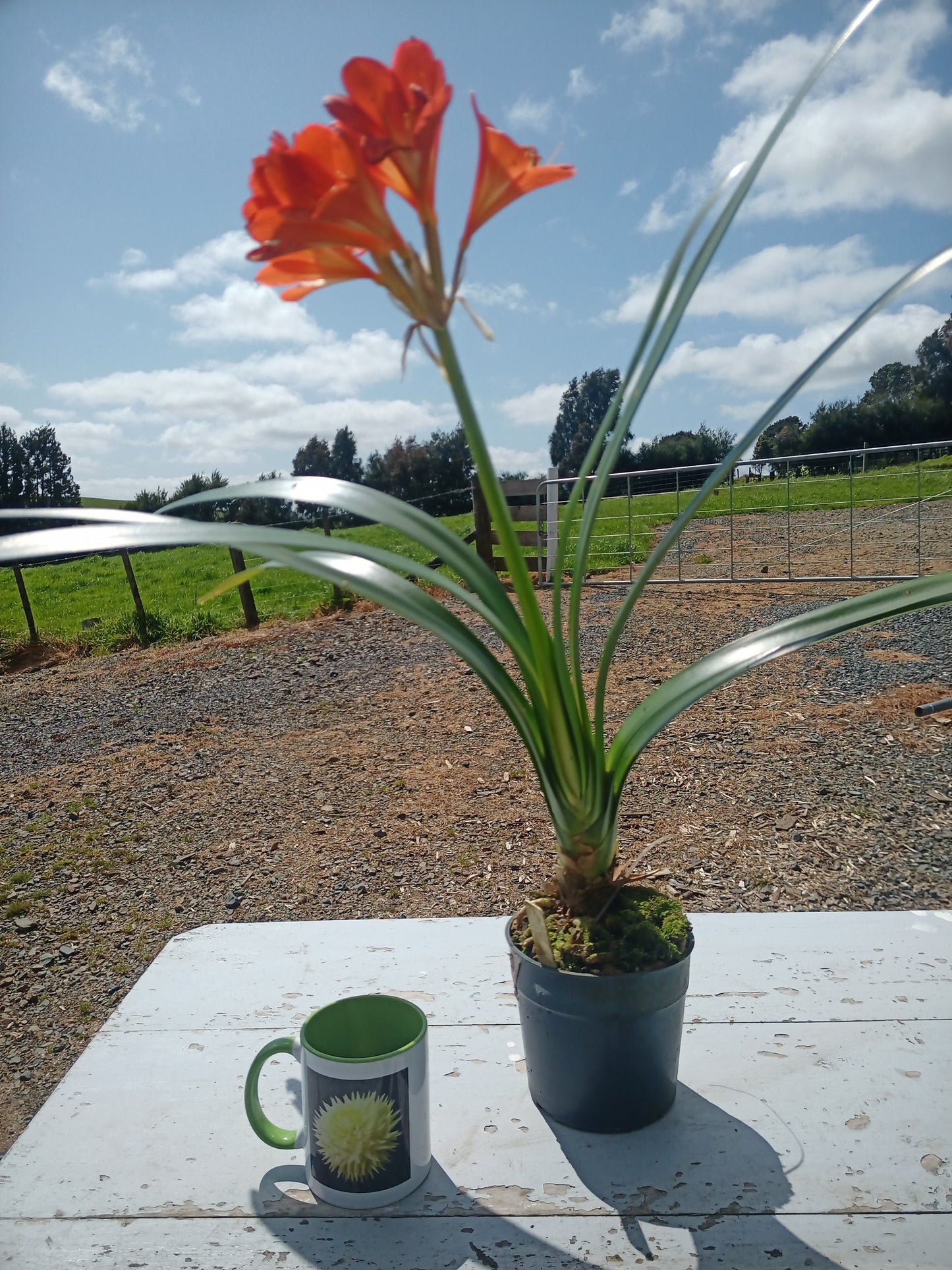 Clivia - Edvard Munch - Orange/Yellow Bi-colour