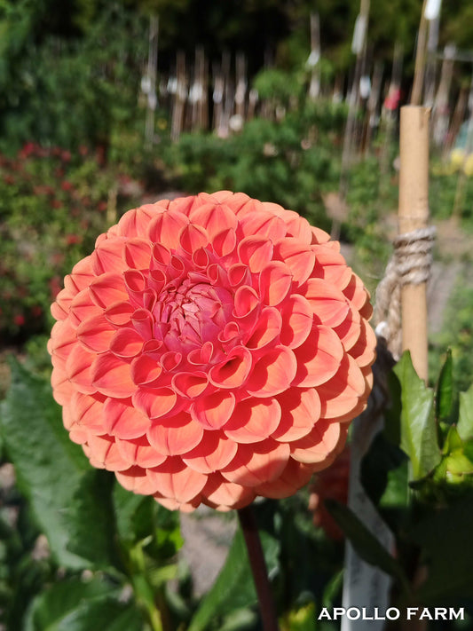 Dahlia: Cornel Bronze