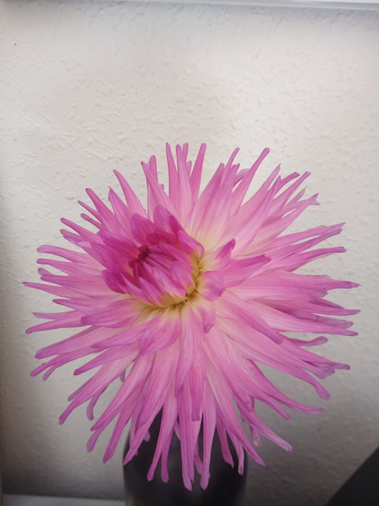 Dahlia: Daleko Venus