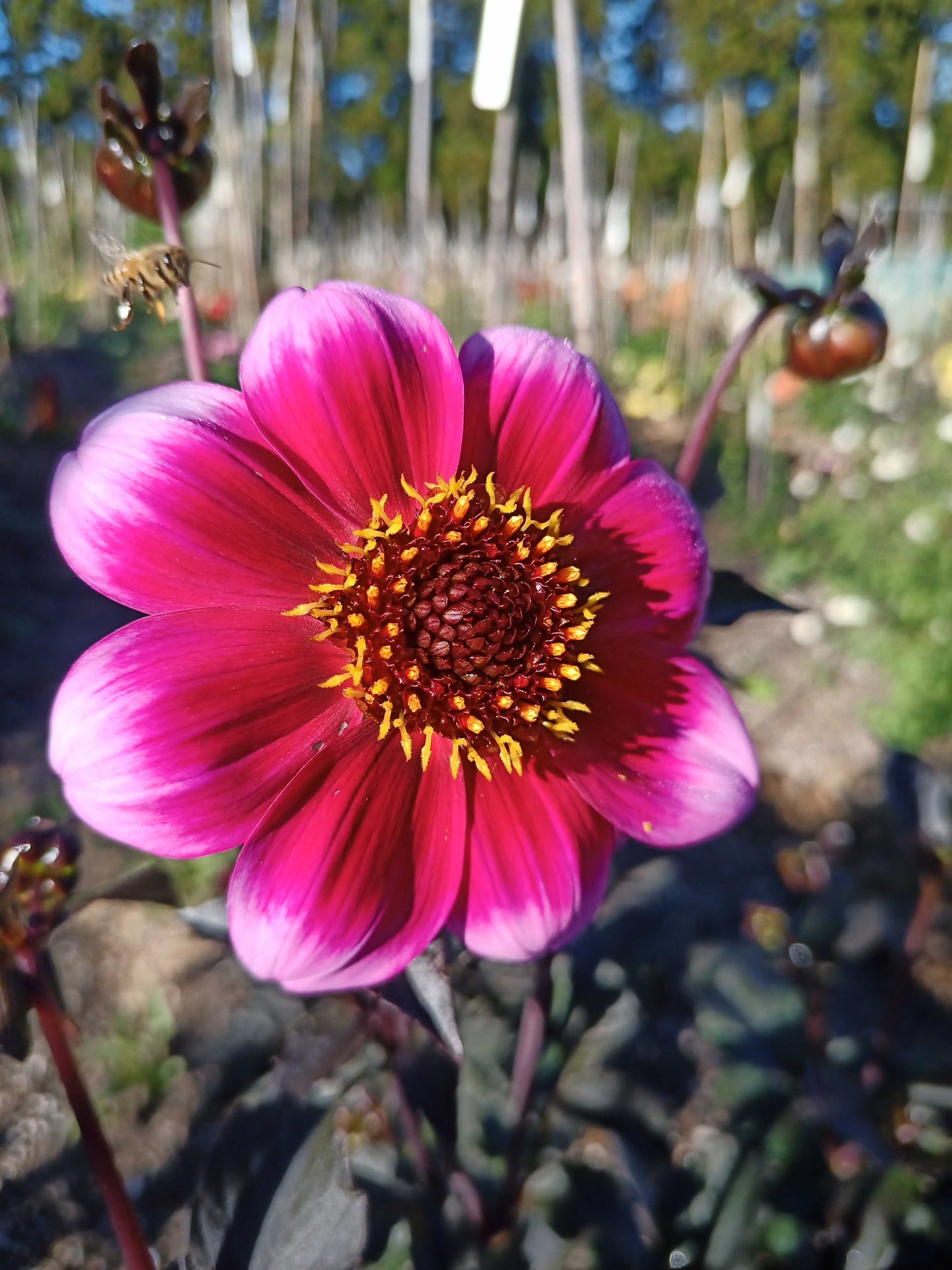 Dahlia: Dannevirke