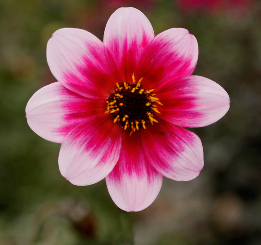 Dahlia: Dannevirke