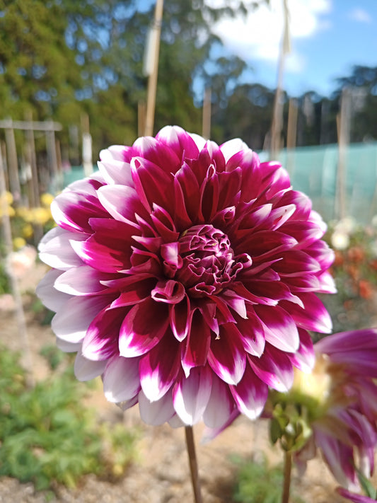 Dahlia: Edinburgh