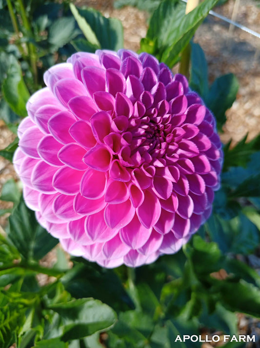 Dahlia: Elma Elizabeth