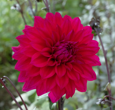 Dahlia: Engelhardt's Matador