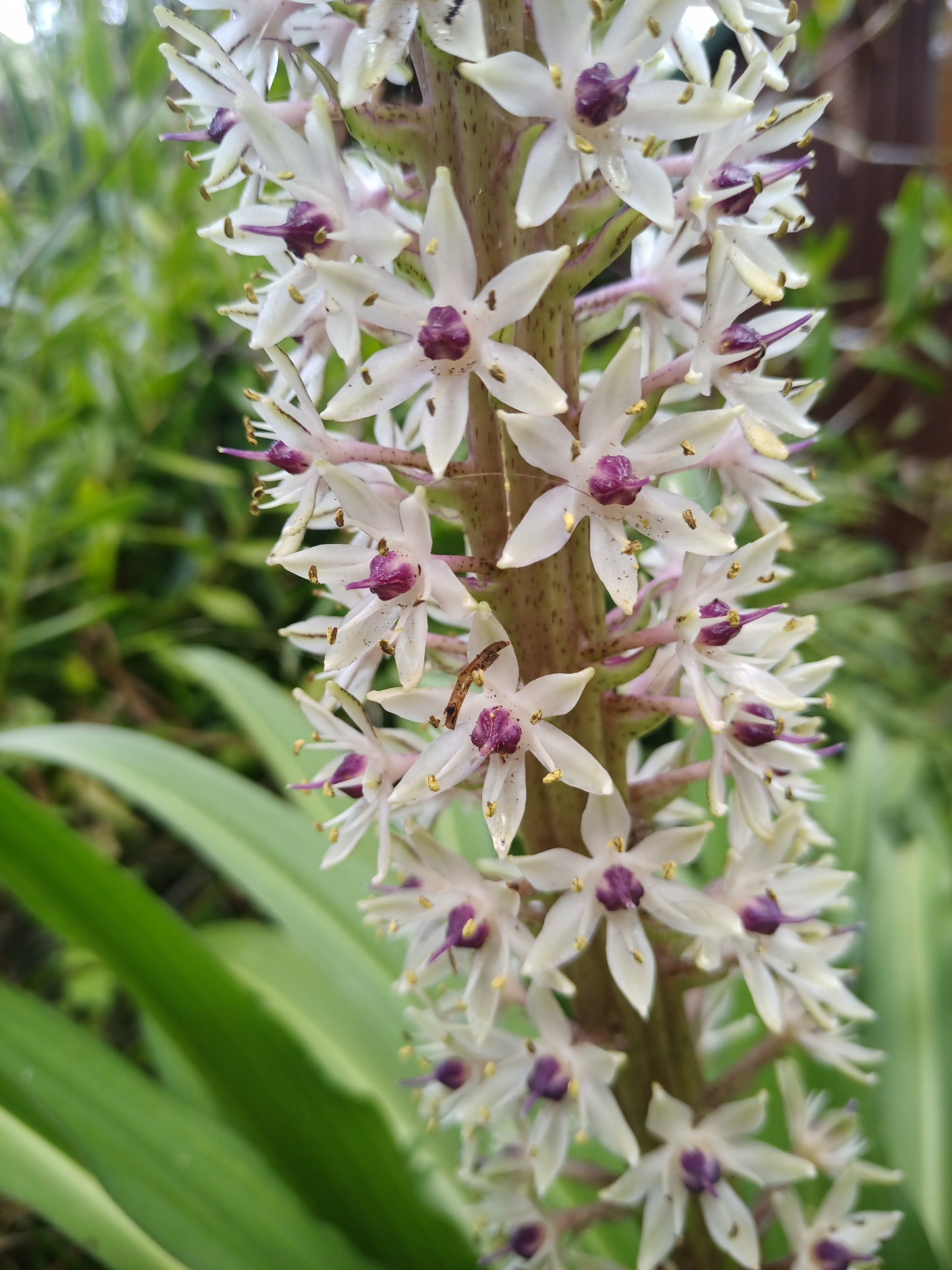 Eucomis comosa ‘Lotte’