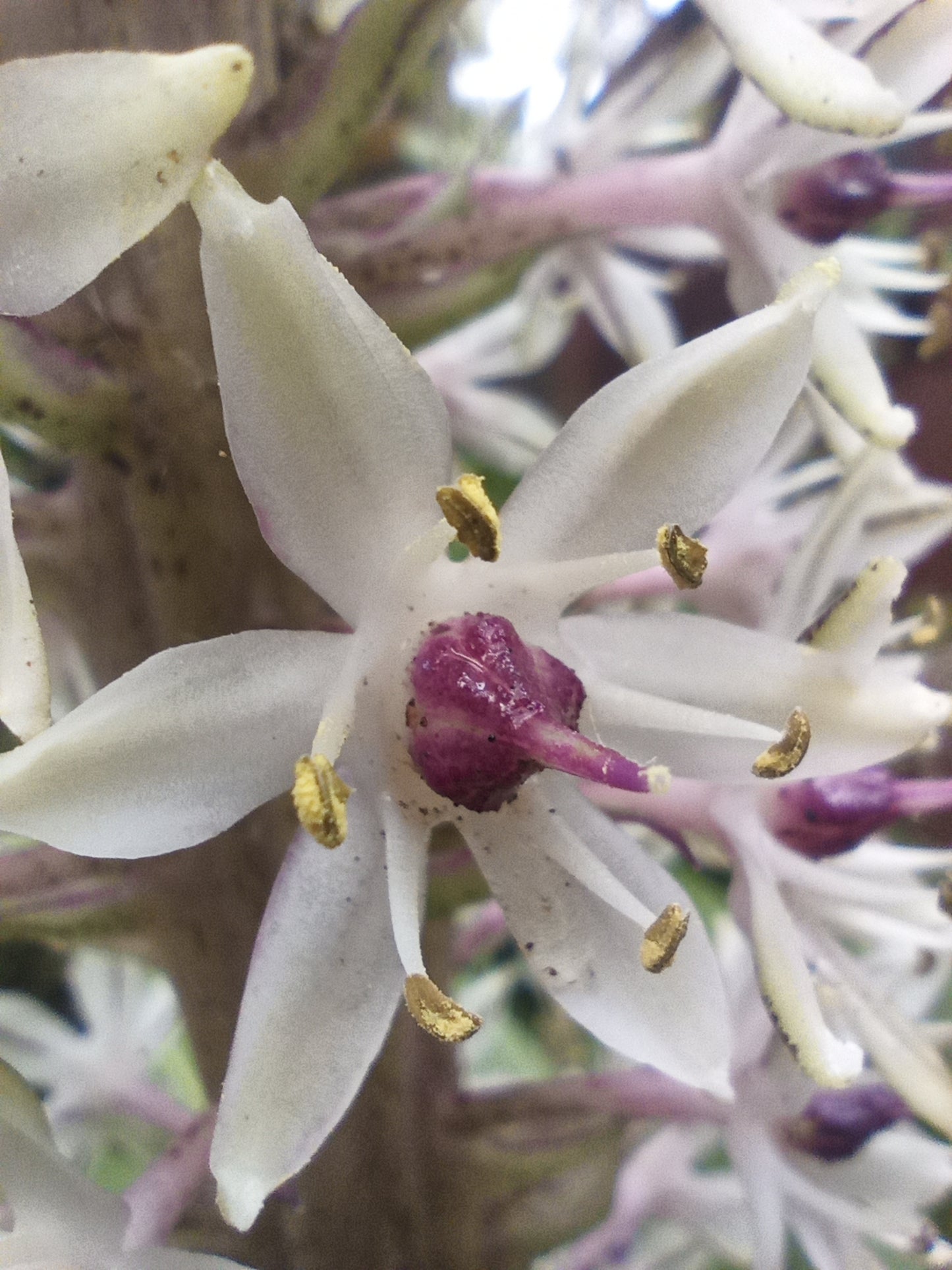 Eucomis comosa ‘Lotte’