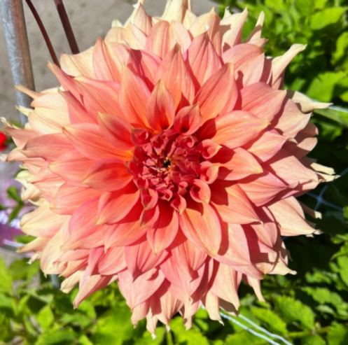 Dahlia: Fairway Spur