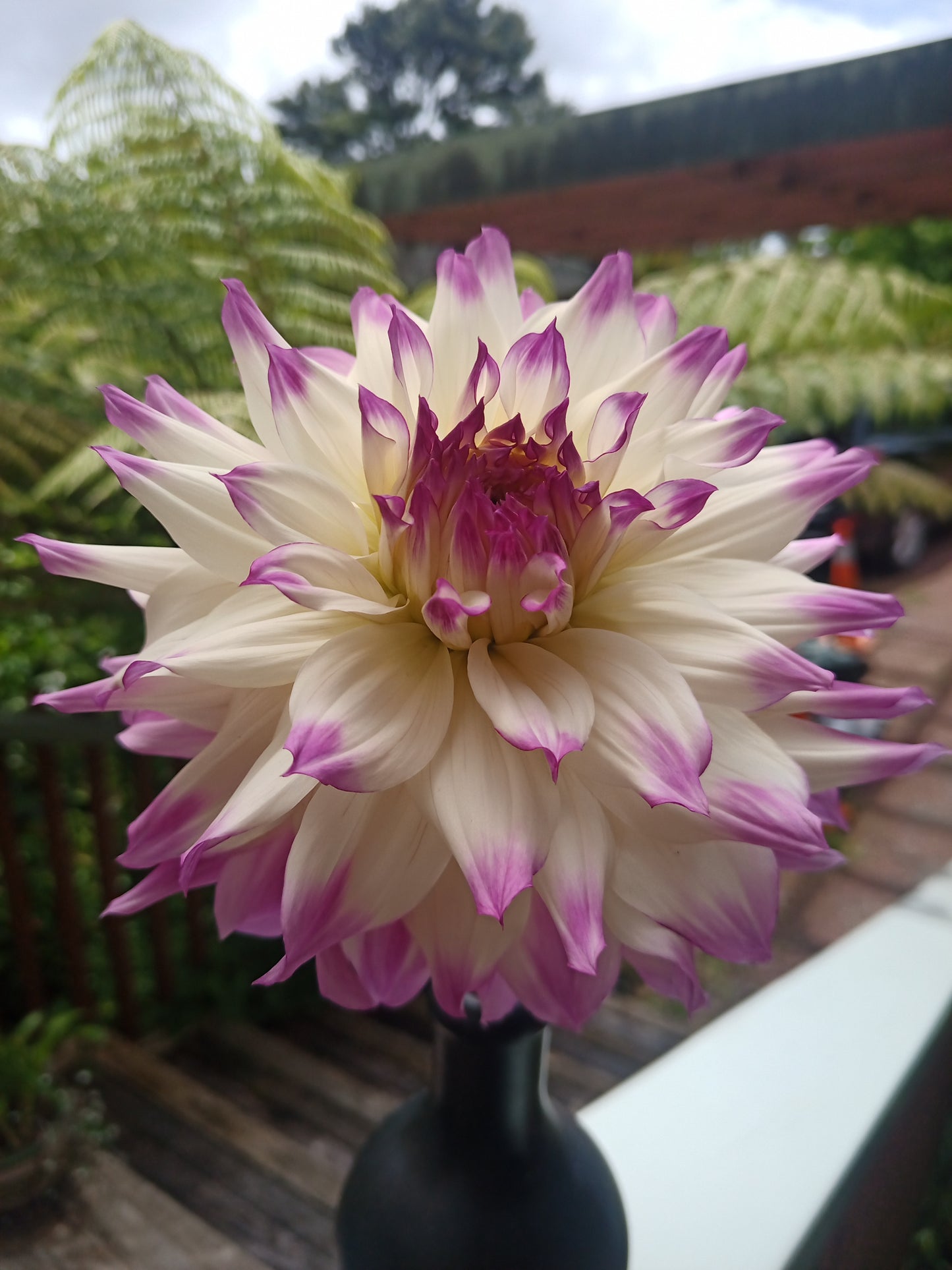 Dahlia: Ferncliff Illusion