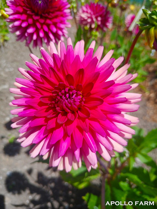 Dahlia: Fiori Priscilla Anita
