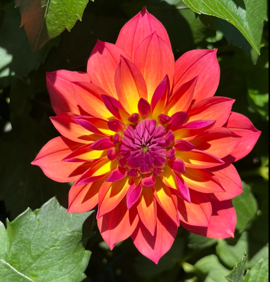 Dahlia: Firepot
