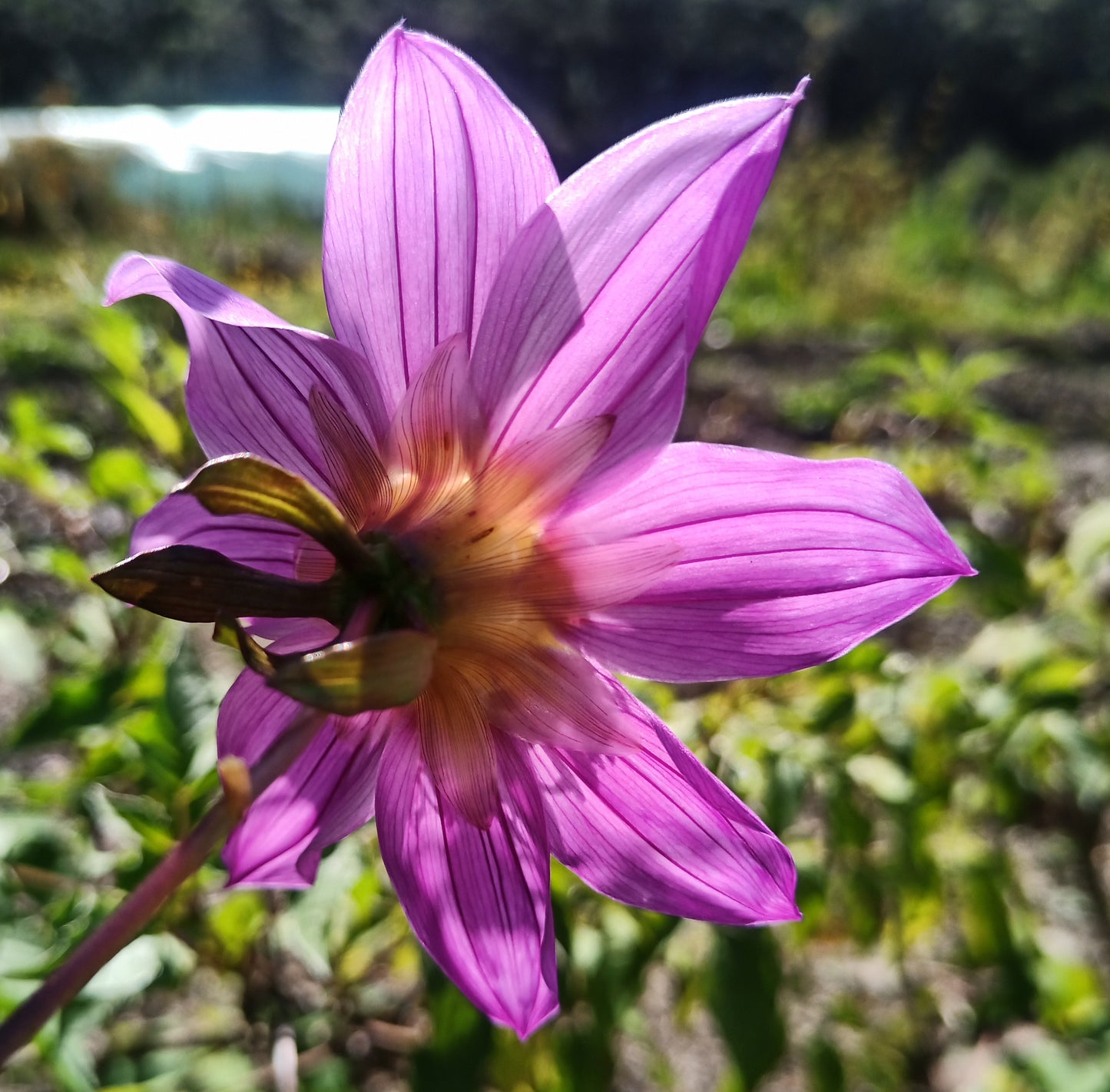 Tree Dahlia: Galaxy Prince (Bred by Apollo Farm)