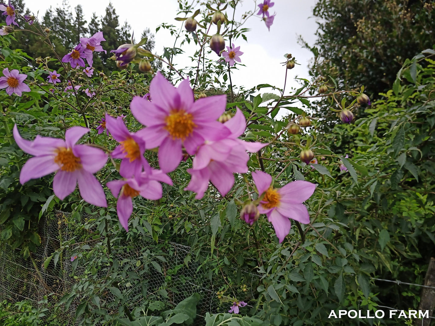 Tree Dahlia: Galaxy Prince (Bred by Apollo Farm)