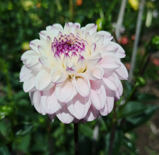 Dahlia: Genova