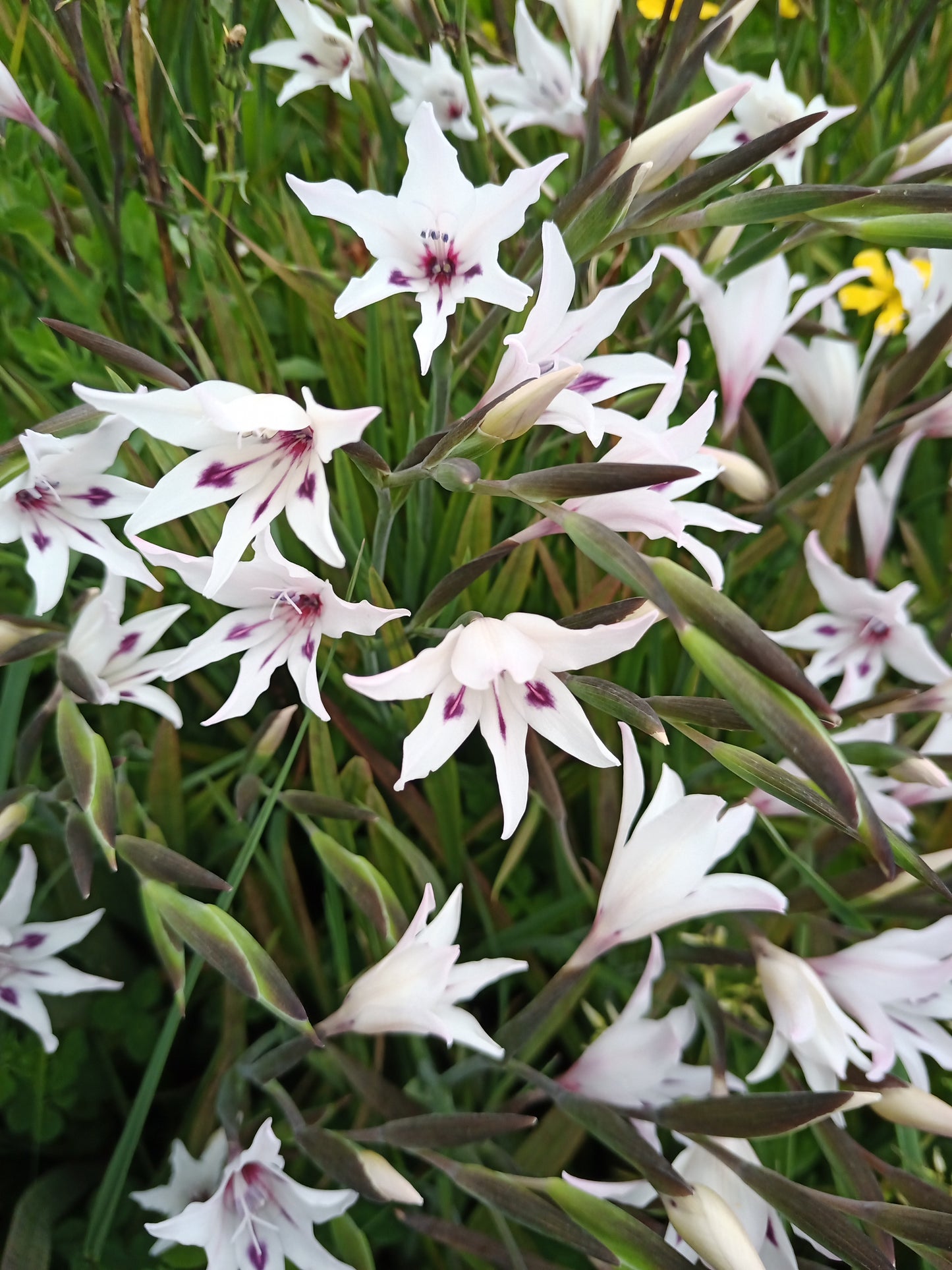 Gladiolus carneus (Painted Lady) - 6 corms