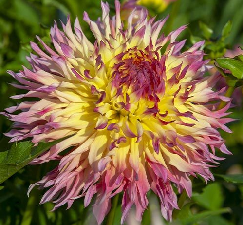 Dahlia: Hapet Perfect (syn Hapet Perfekt)