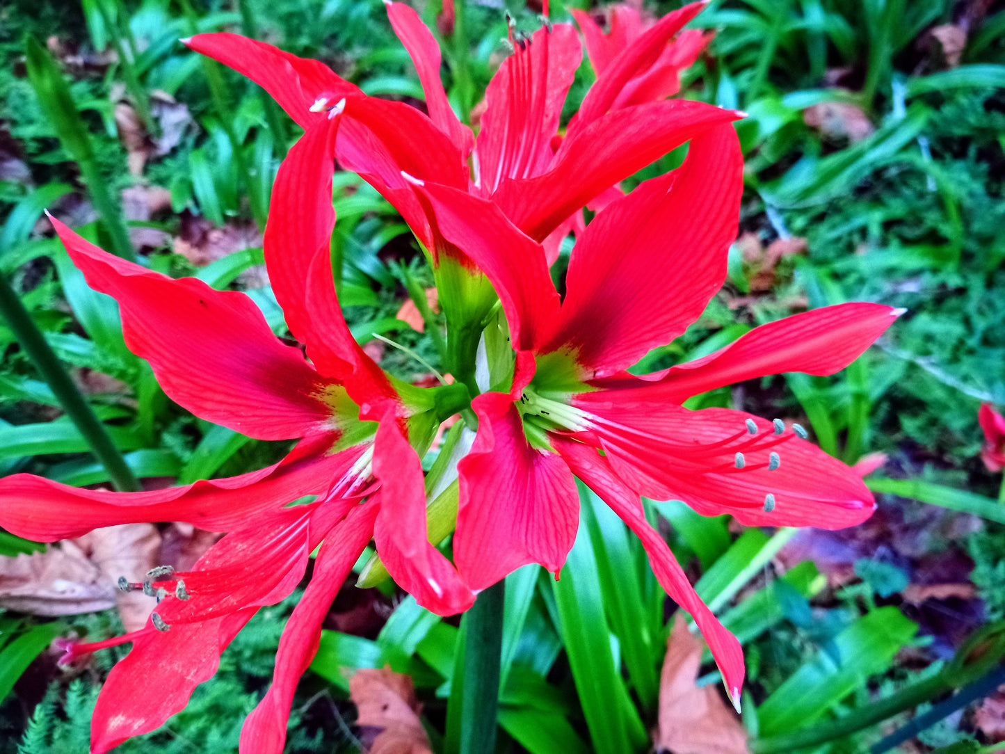 Hippeastrum alicum - VERY RARE