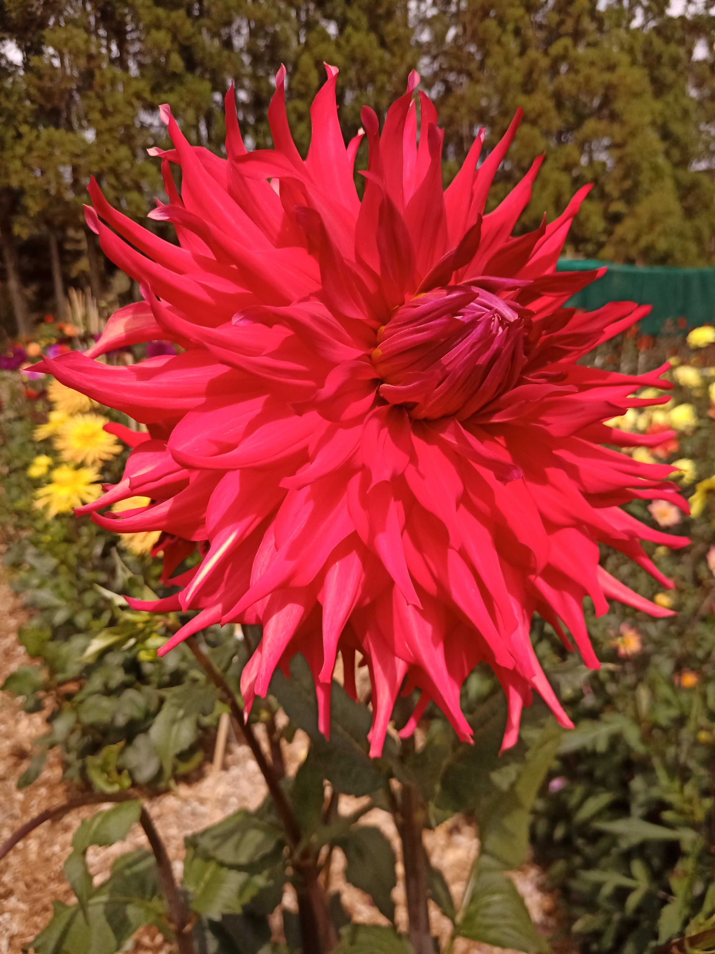 Dahlia: Holly Huston