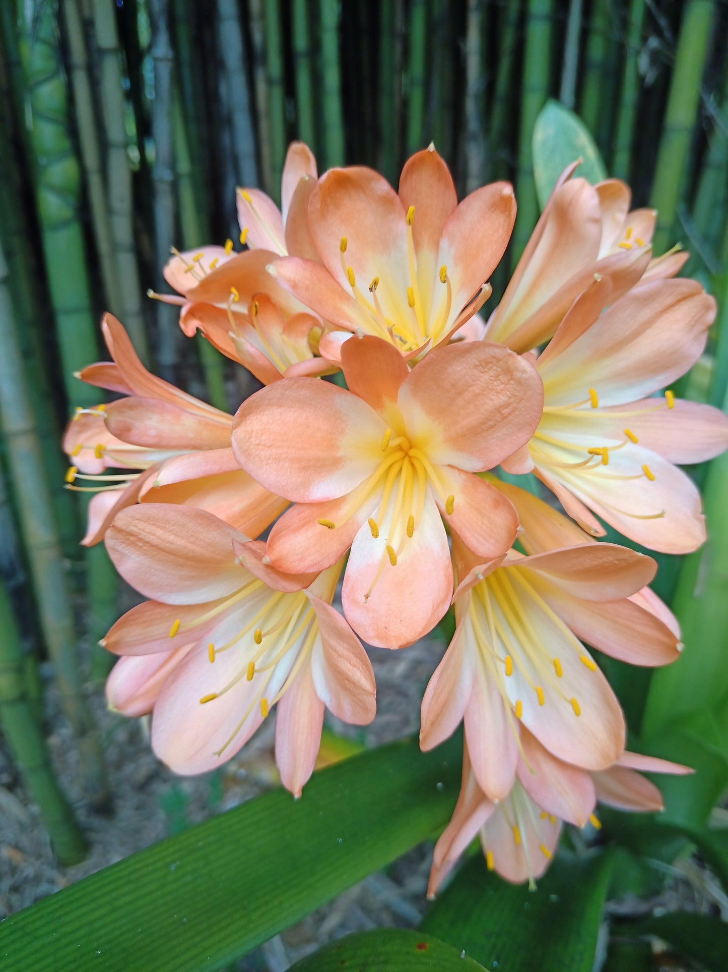 Clivia - Van Gogh - Peach / Yellow Throat Bicolour