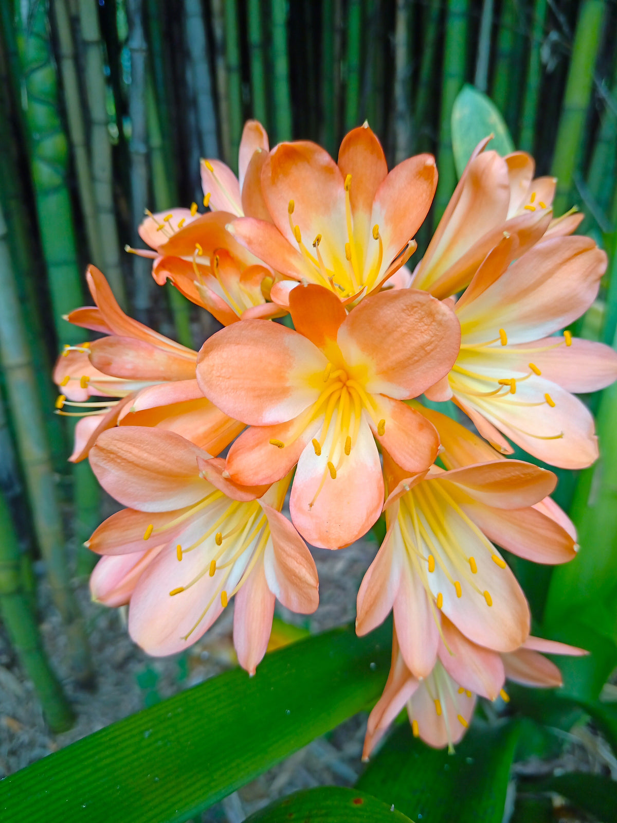 Clivia - Van Gogh - Pastel / Yellow Throat Bicolour