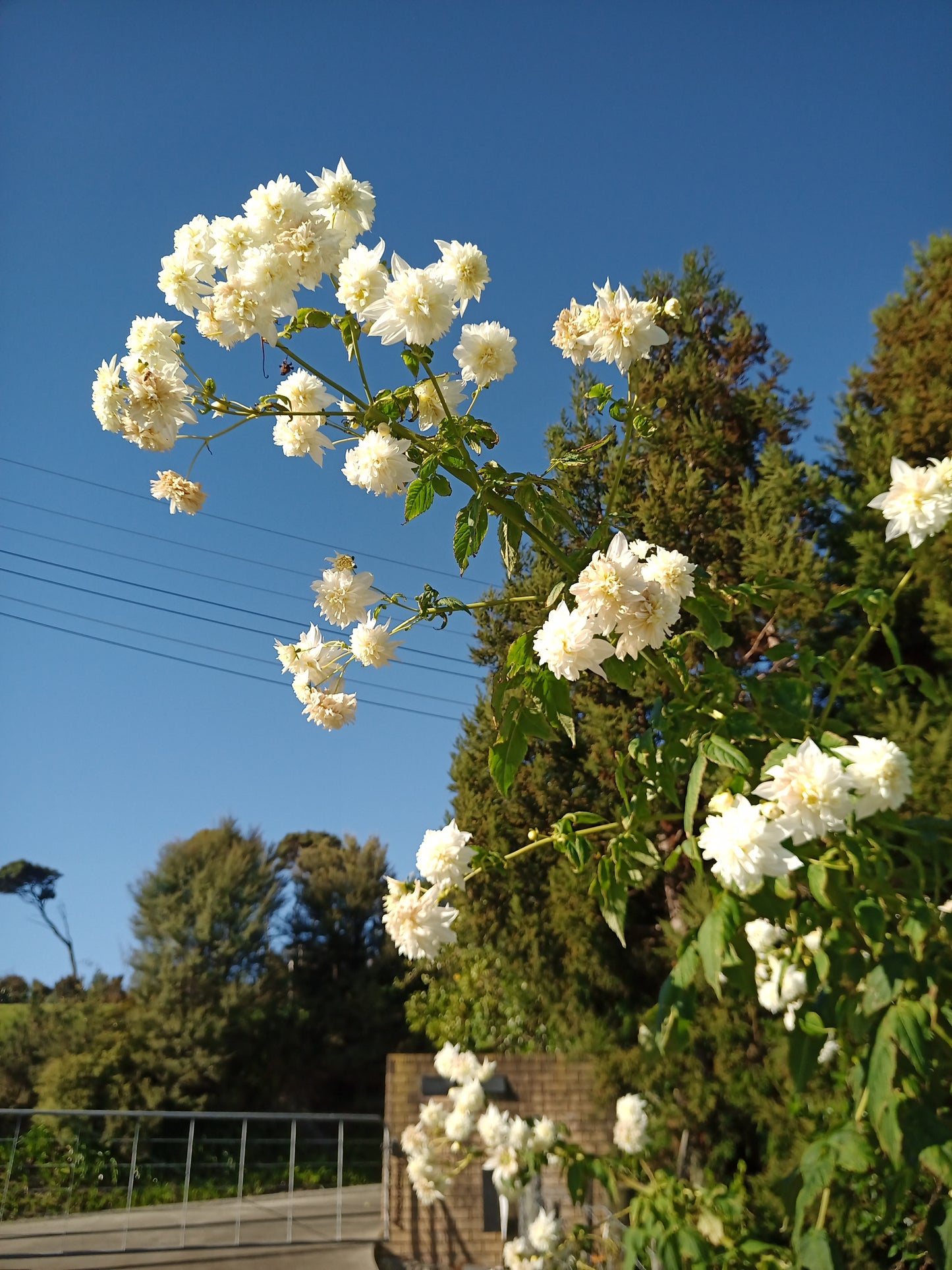 Dahlia Excelsa