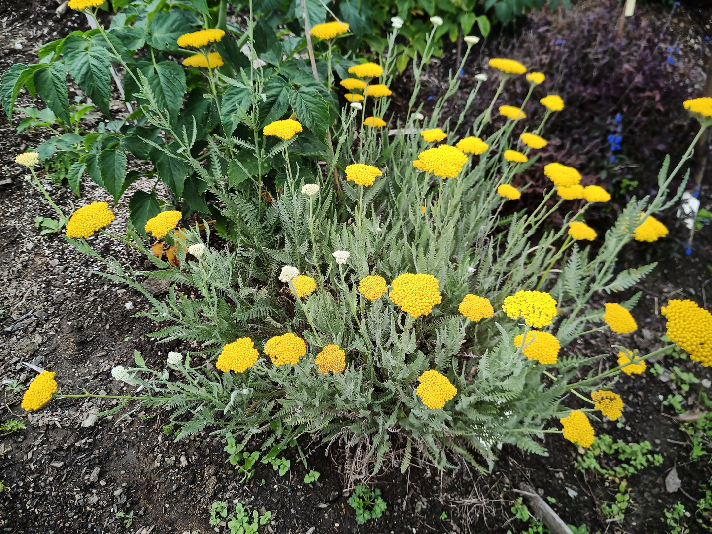 Achillea Filipendulina Moonshine