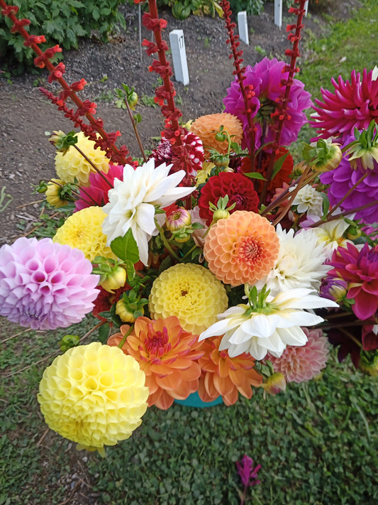 PYO Flowers Tuesday April 9th: 4-6pm