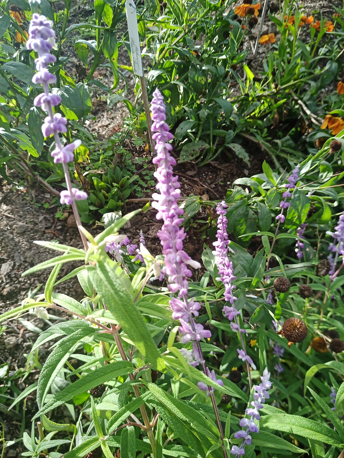 Salvia Leucantha ' Purple Joy'