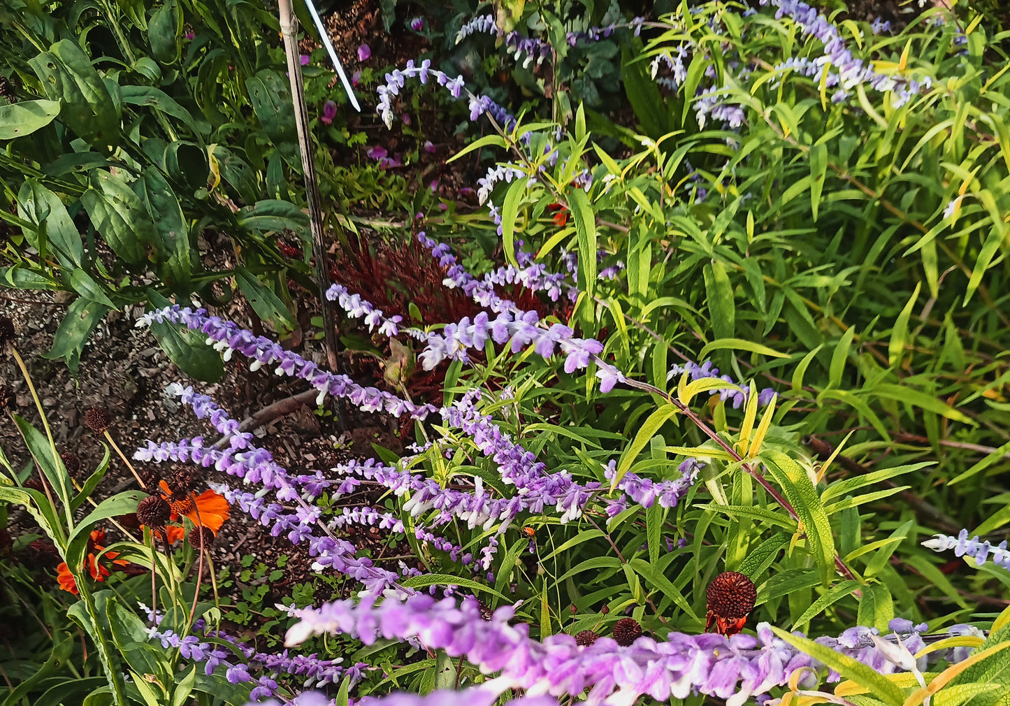 Salvia Leucantha ' Purple Joy'