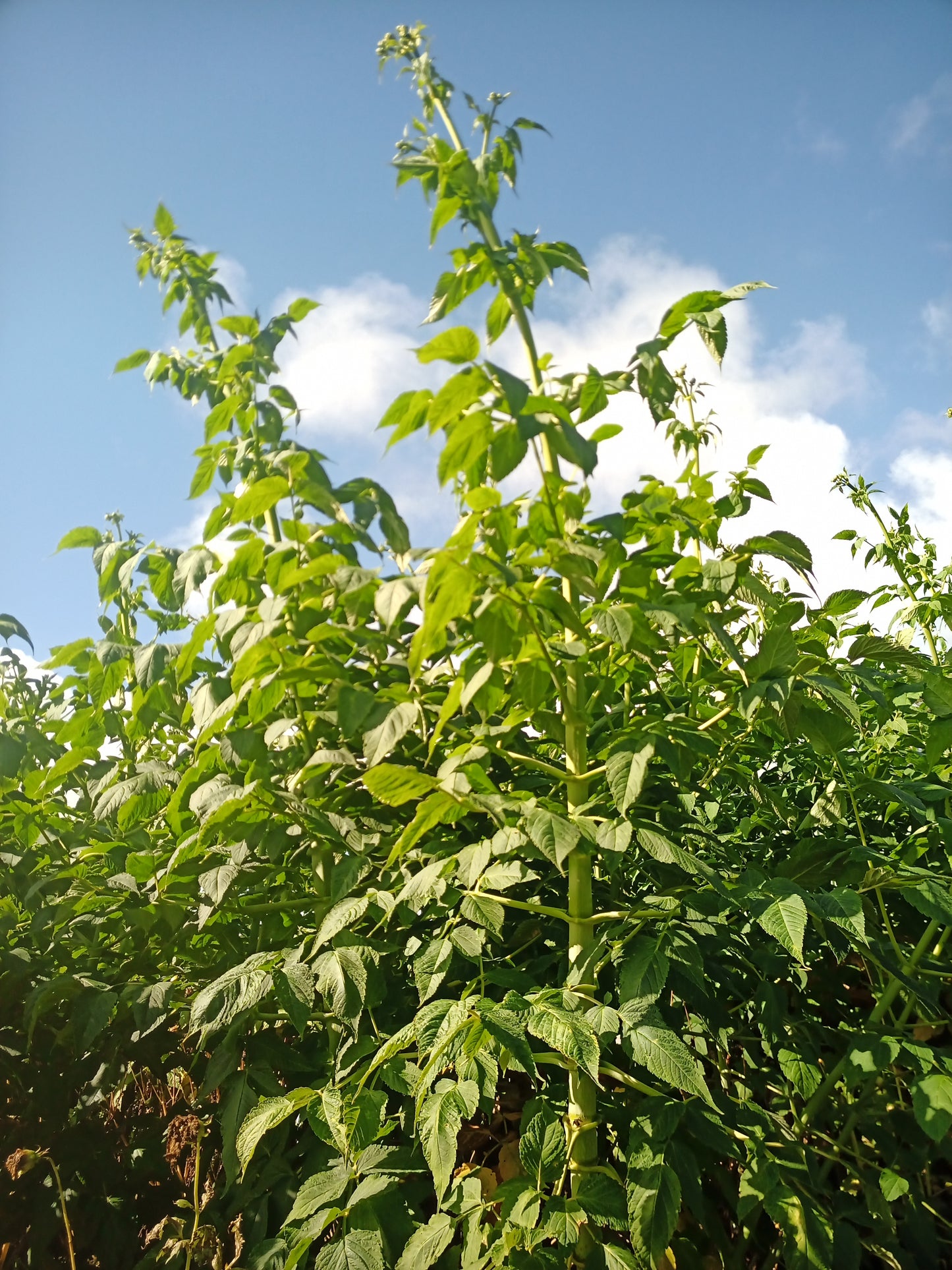 Dahlia Excelsa