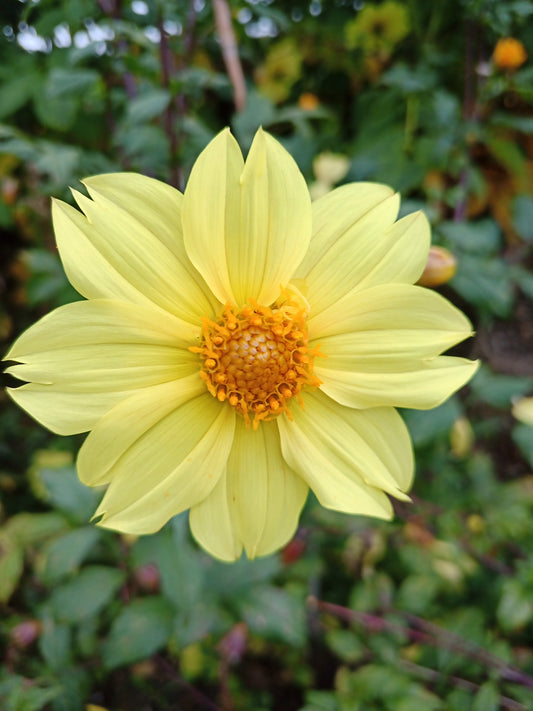 Dahlia Shrub: Conundrum