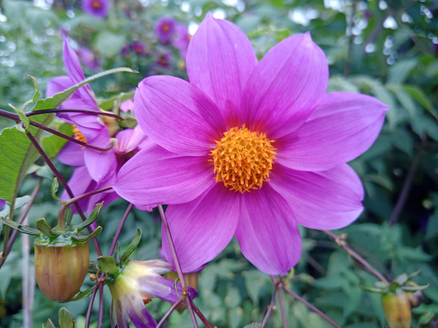 Tree Dahlia: Galaxy Prince (Bred by Apollo Farm)