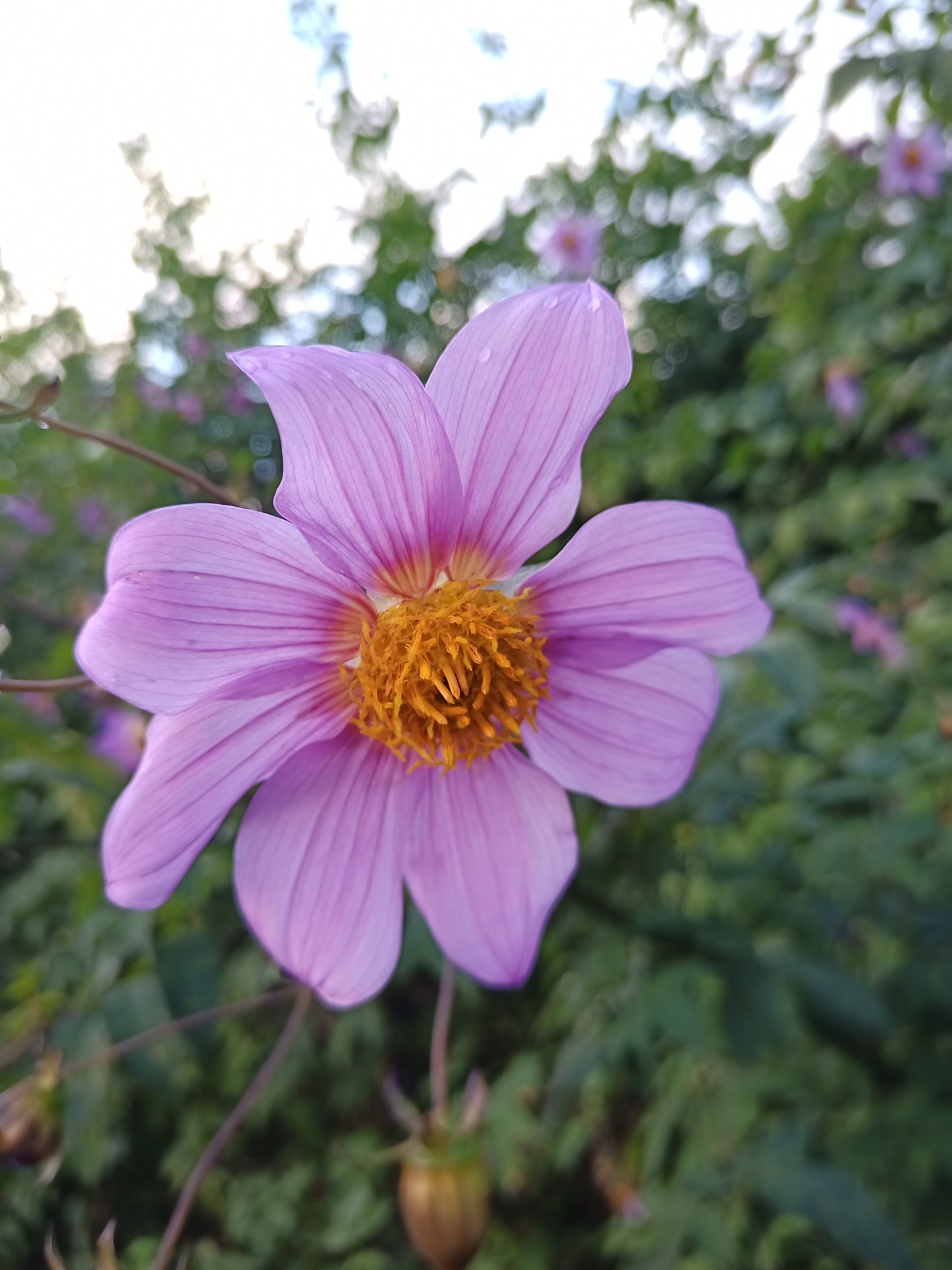 Tree Dahlia: Galaxy Prince (Bred by Apollo Farm)